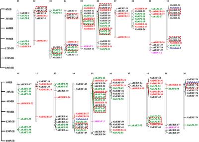 Genome-Wide Identification and Expression Analysis of AP2/ERF Transcription Factor Related to Drought Stress in Cultivated Peanut (Arachis hypogaea L.)